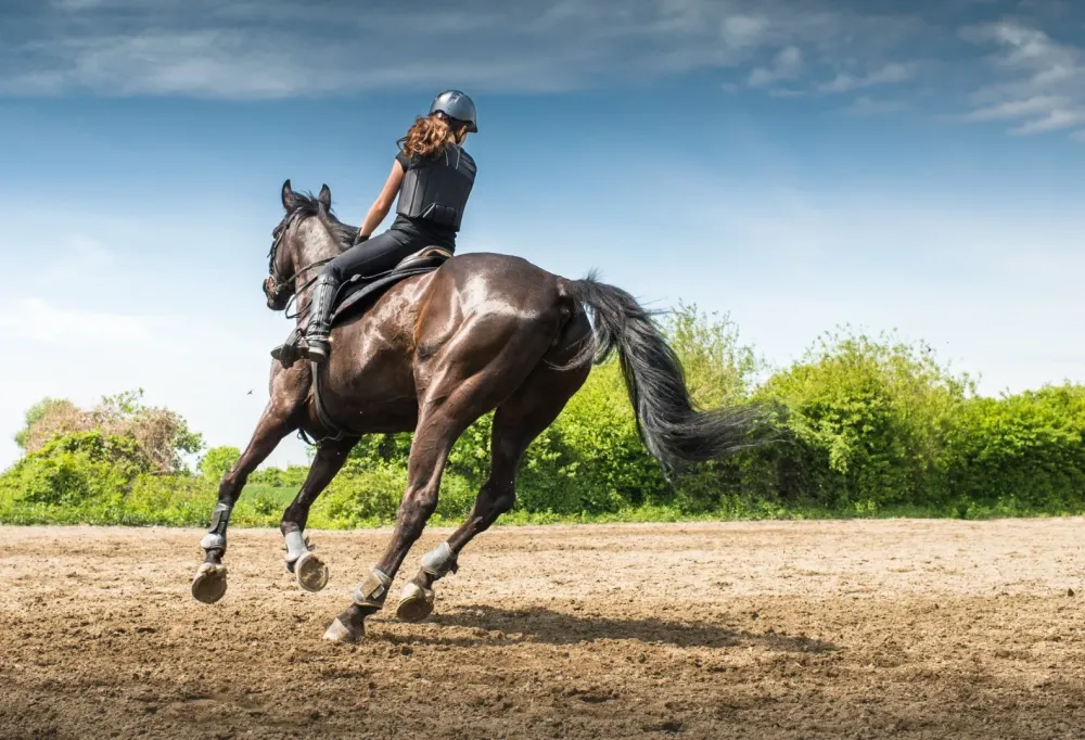 Cours d'équitation près de Salon-de-Provence