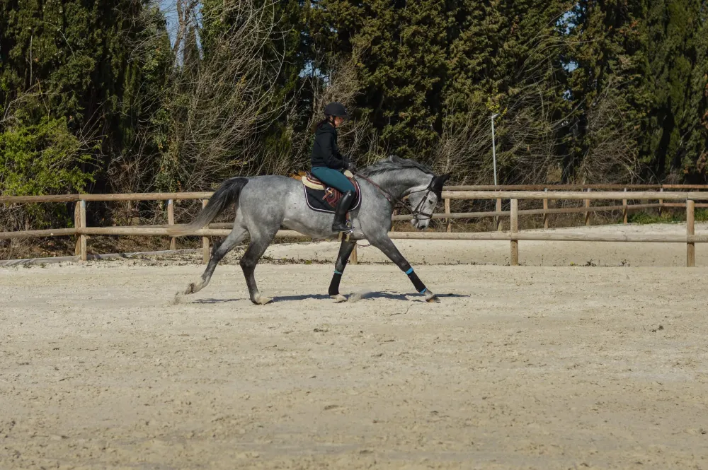 Centre équestre à Saint-Martin-de-Crau (36webp