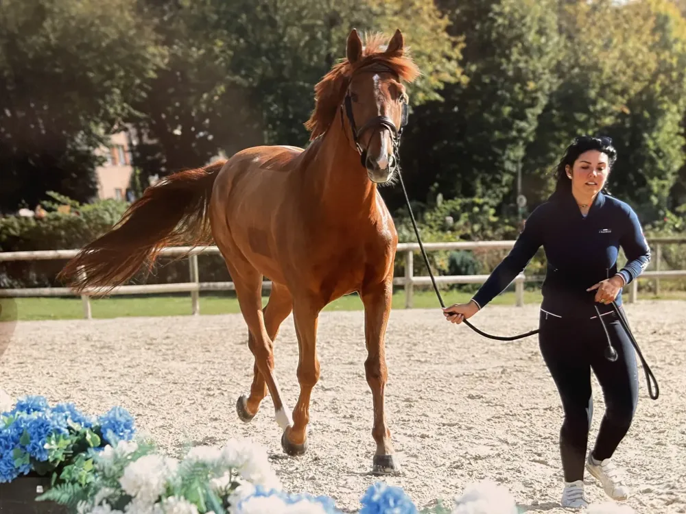 Centre équestre à Saint-Martin-de-Crau (65webp