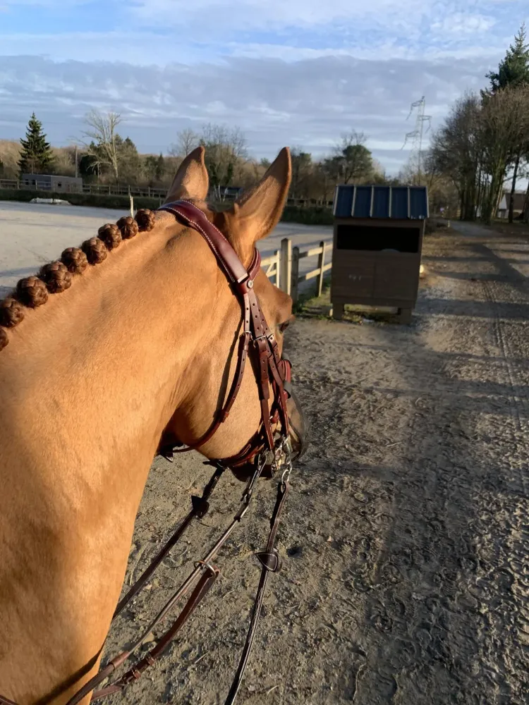 Centre équestre à Saint-Martin-de-Crau (43webp