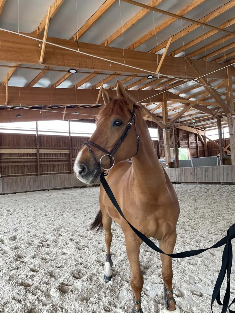 Centre équestre à Saint-Martin-de-Crau (34webp