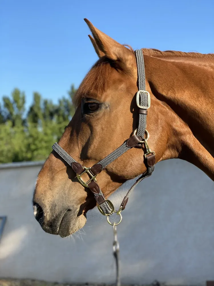 Centre équestre à Saint-Martin-de-Crau (72webp