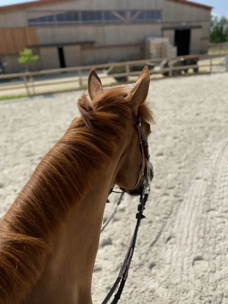 Centre équestre à Saint-Martin-de-Crau (77webp