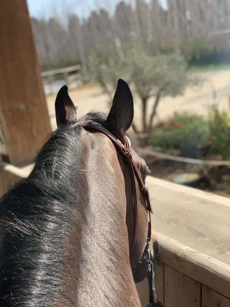 Centre équestre à Saint-Martin-de-Crau (24webp