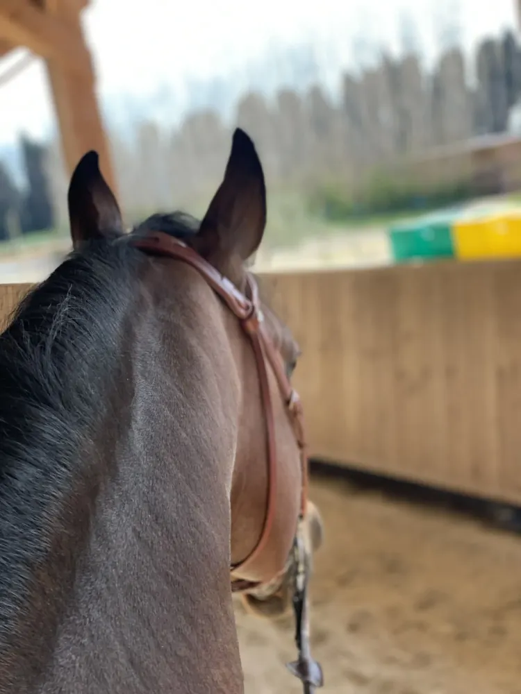 Centre équestre à Saint-Martin-de-Crau (25webp