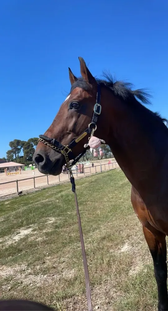 Centre équestre à Saint-Martin-de-Crau (32webp