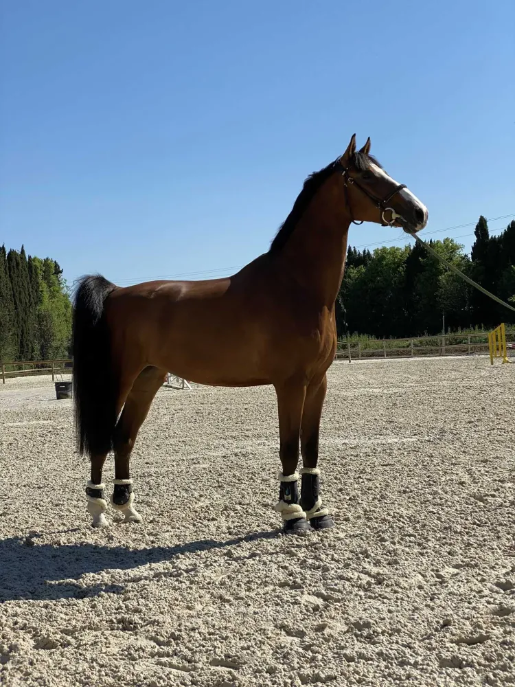 Centre équestre à Saint-Martin-de-Crau (78webp